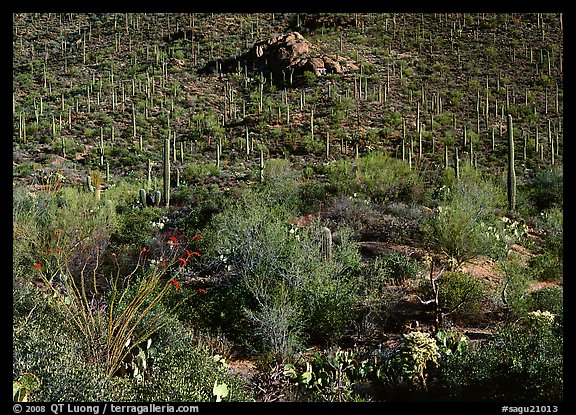 Cactus forest on hillside, Gates pass, morning. Saguaro  National Park (color)