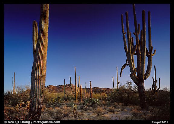 Saguaro cacti (scientific name: Carnegiea gigantea), late afternoon. Saguaro National Park (color)