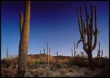 Saguaro cacti (scientific name: Carnegiea gigantea), late afternoon. Saguaro National Park, Arizona, USA. (color)