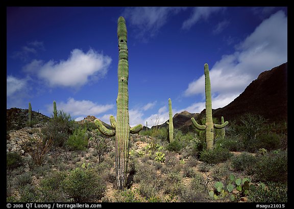 Saguaro cactus forest on hillside, morning, West Unit. Saguaro National Park (color)