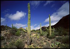 Saguaro cactus forest on hillside, morning, West Unit. Saguaro National Park, Arizona, USA. (color)