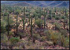 Ocatillo and saguaro cactus in valley. Saguaro National Park ( color)