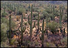 Saguaro cactus (Cereus giganteus), backlit with a rim of light. Saguaro National Park, Arizona, USA.