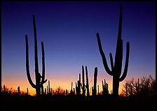 Saguaro cactus silhouettes at sunset. Saguaro National Park ( color)