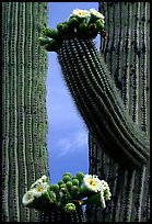 Saguaro cactus in bloom. Saguaro National Park, Arizona, USA.