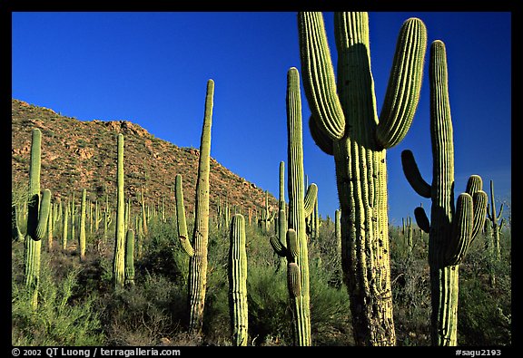 Saguaro cacti forest on hillside, late afternoon, West Unit. Saguaro National Park, Arizona, USA.