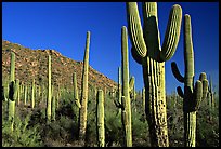 Saguaro cacti forest on hillside, late afternoon, West Unit. Saguaro National Park ( color)