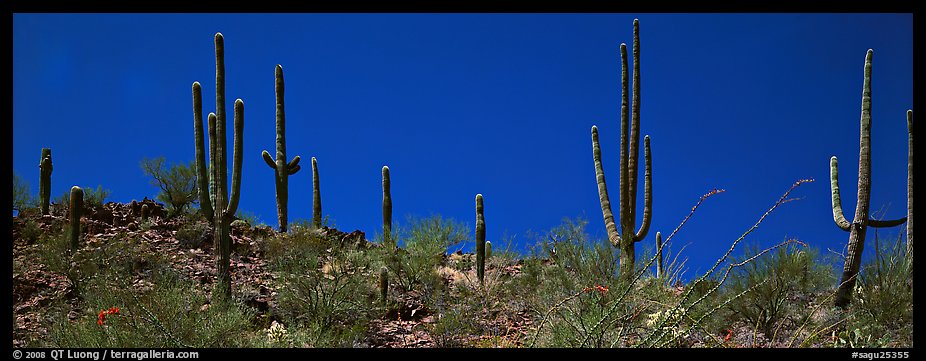 Saguaro cactus on hill under pure blue sky. Saguaro National Park, Arizona, USA.