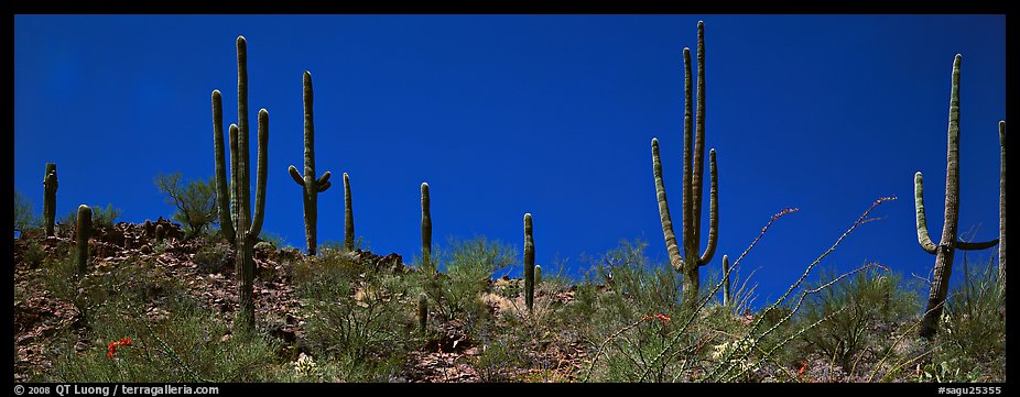 Saguaro cactus on hill under pure blue sky. Saguaro  National Park (color)