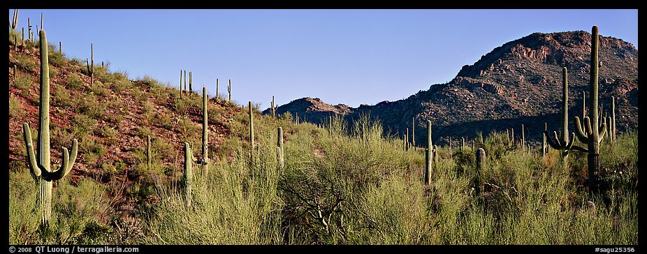 Sonoran desert landscape with sagaruo cactus. Saguaro National Park (color)