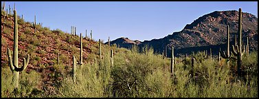 Sonoran desert landscape with sagaruo cactus. Saguaro National Park, Arizona, USA.