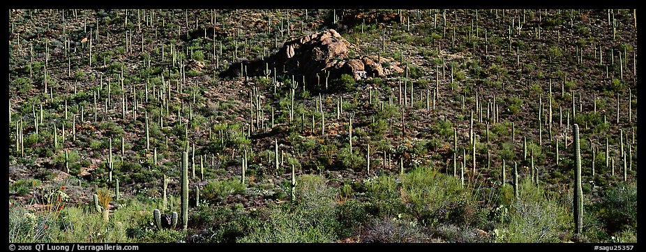 Hillside covered with Saguaro cactus. Saguaro  National Park (color)
