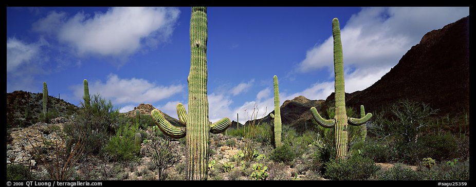 Saguaro cacti in arid landscape. Saguaro National Park, Arizona, USA.