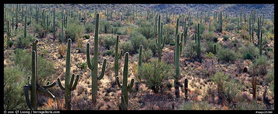 Dense forest of giant saguaro cactus. Saguaro National Park (color)