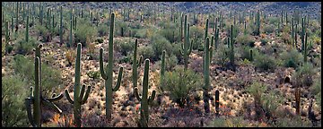 Dense forest of giant saguaro cactus. Saguaro National Park (Panoramic color)