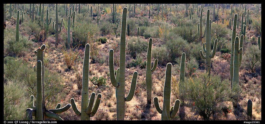 Cactus typical of the Sonoran desert. Saguaro  National Park (color)