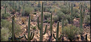 Cactus typical of the Sonoran desert. Saguaro National Park (Panoramic color)