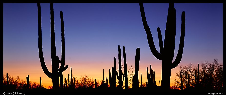 Saguaro cactus silhouettes at sunset. Saguaro National Park, Arizona, USA.