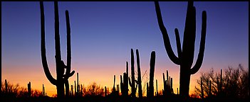 Saguaro cactus silhouettes at sunset. Saguaro  National Park (Panoramic color)