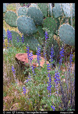 Royal lupine and prickly pear cactus. Saguaro National Park, Arizona, USA.