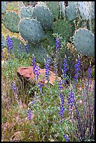 Royal lupine and prickly pear cactus. Saguaro National Park, Arizona, USA.