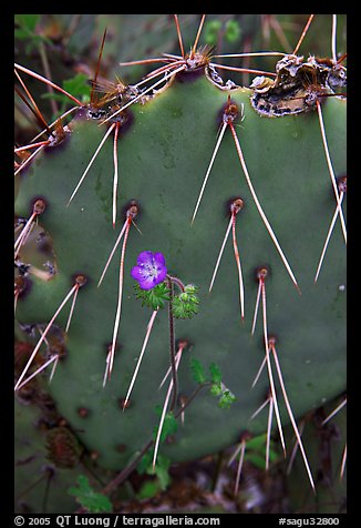 Phacelia and prickly pear cactus. Saguaro National Park, Arizona, USA.