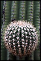 Prickly ball on saguaro cactus, precursor of a new arm. Saguaro National Park, Arizona, USA. (color)