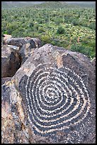 Circular Hohokam petroglyph. Saguaro National Park, Arizona, USA. (color)