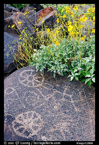Hohokam petroglyphs and brittlebush on Signal Hill. Saguaro National Park (color)