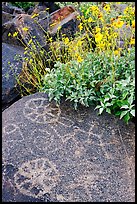 Hohokam petroglyphs and brittlebush on Signal Hill. Saguaro National Park ( color)