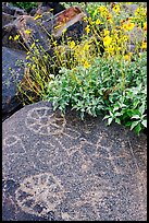 Hohokam petroglyphs and brittlebush on Signal Hill. Saguaro National Park, Arizona, USA.