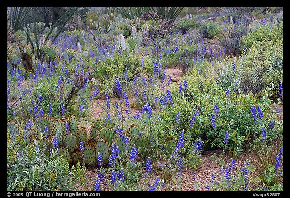 Royal lupine blanketing the desert floor near Signal Hill. Saguaro National Park (color)