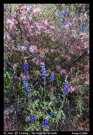 Royal lupine and fairy duster. Saguaro National Park, Arizona, USA.