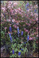 Royal lupine and fairy duster. Saguaro National Park, Arizona, USA. (color)