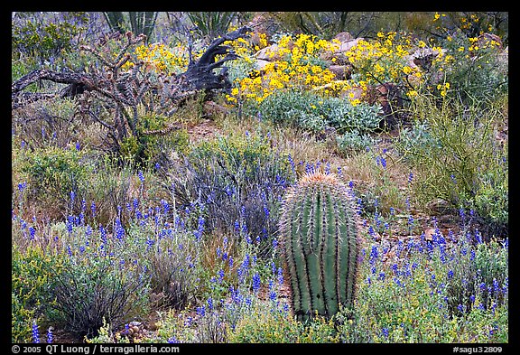 Cactus, royal lupine, and brittlebush. Saguaro National Park, Arizona, USA.