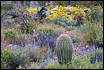Cactus, royal lupine, and brittlebush. Saguaro National Park, Arizona, USA.