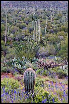 Lupine, saguaro cactus, and occatillo. Saguaro National Park, Arizona, USA. (color)