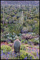 Lupine, saguaro cactus, and occatillo. Saguaro National Park, Arizona, USA.