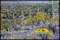 Sonoran desert in bloom, Tucson Mountain District. Saguaro National Park, Arizona, USA.