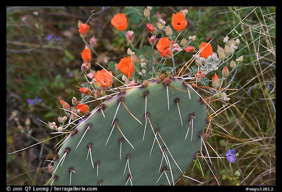 Apricot mellow and prickly pear cactus. Saguaro National Park, Arizona, USA.