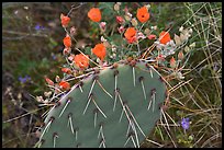 Apricot mellow and prickly pear cactus. Saguaro National Park, Arizona, USA.