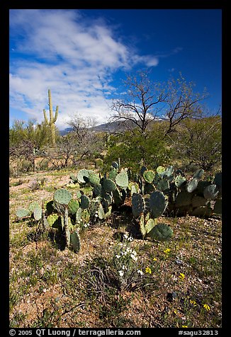 Wildflowers and cactus, Mica View, Rincon Mountain District. Saguaro National Park (color)