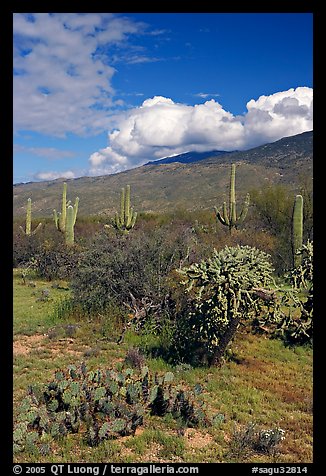 Grassy area near Mica View, Rincon Mountain District. Saguaro National Park, Arizona, USA.