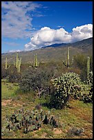 Grassy area near Mica View, Rincon Mountain District. Saguaro National Park, Arizona, USA. (color)