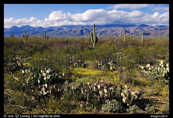 Cactus and carpet of yellow wildflowers, Rincon Mountain District. Saguaro National Park, Arizona, USA.