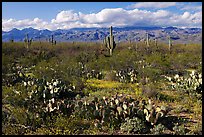 Cactus and carpet of yellow wildflowers, Rincon Mountain District. Saguaro National Park ( color)