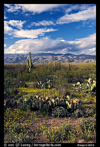 Cactus and carpet of yellow wildflowers, Rincon Mountain District. Saguaro National Park (color)