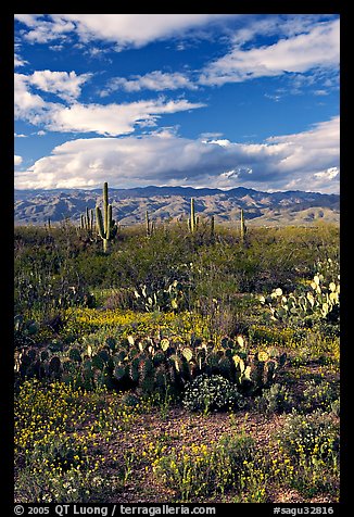 Cactus and carpet of yellow wildflowers, Rincon Mountain District. Saguaro National Park, Arizona, USA.