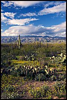 Cactus and carpet of yellow wildflowers, Rincon Mountain District. Saguaro National Park, Arizona, USA.