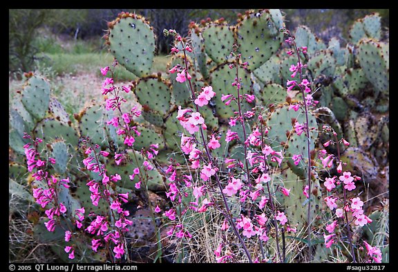 Pink wildflowers and prickly pear cactus. Saguaro National Park, Arizona, USA.